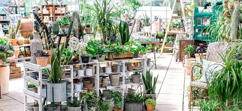 Duchy Nursery glasshous